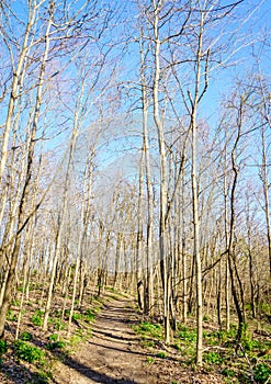 Early spring forest trail