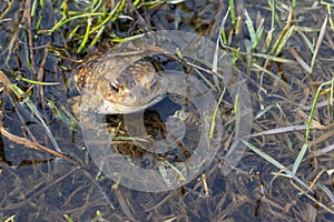 frog in the water basking in the sun