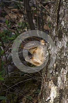 Early spring fungus on a tree