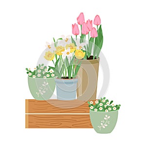 Early spring garden flowers in pots. Floral vector design elements for Happy women's day March 8, Valentine's