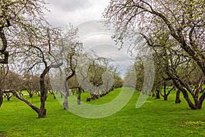 Early spring in a garden with rows of apple trees. Row of apple trees with green grass. Spring background