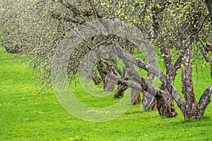 Early spring in a garden with rows of apple trees. Row of apple trees with green grass. Spring background