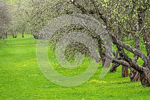 Early spring in a garden with rows of apple trees. Row of apple trees with green grass. Spring background