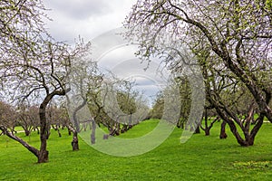 Early spring in a garden with rows of apple trees. Row of apple trees with green grass. Spring background