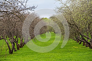 Early spring in a garden with rows of apple trees. Row of apple trees with green grass. Spring background