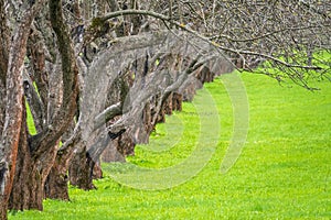 Early spring in a garden with rows of apple trees. Row of apple trees with green grass. Spring background