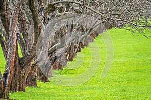 Early spring in a garden with rows of apple trees. Row of apple trees with green grass. Spring background