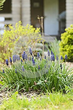 Early spring garden view with group of blue muscari