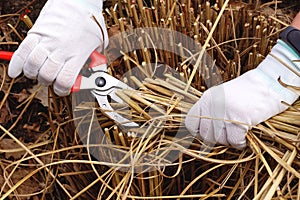 Early spring garden work. Cutting the remains of last year`s plants with a pruner. Pruning of last year`s ornamental grasses of