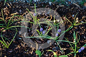 Early Spring Grape Hyacinths in Mulched Garden photo