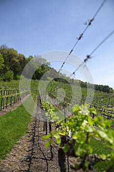 Early Spring Grape Vineyard