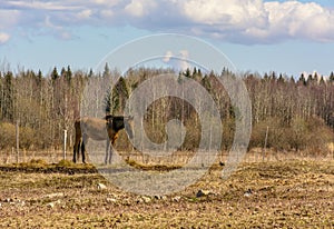 Early spring. Grazing on Pacbase emaciated during winter horses.