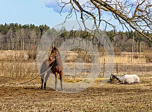 Early spring. Grazing on Pacbase emaciated during winter horses.