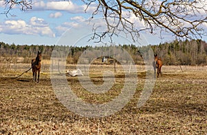 Early spring. Grazing on Pacbase emaciated during winter horses.