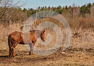 Early spring. Grazing on Pacbase emaciated during winter horses.