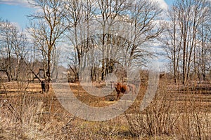 Early spring. Grazing on Pacbase emaciated during winter horses.