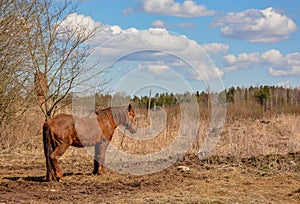 Early spring. Grazing on Pacbase emaciated during winter horses.