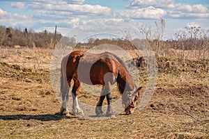 Early spring. Grazing on Pacbase emaciated during winter horses.