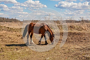 Early spring. Grazing on Pacbase emaciated during winter horses.