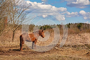 Early spring. Grazing on Pacbase emaciated during winter horses.