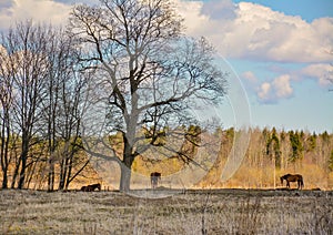 Early spring. Grazing on Pacbase emaciated during winter horses.