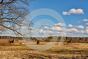 Early spring. Grazing on Pacbase emaciated during winter horses.