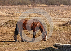 Early spring. Grazing on Pacbase emaciated during winter horses.