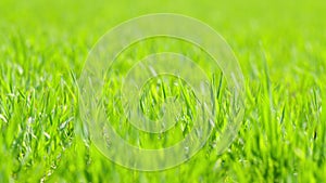 Early spring green barley or rye field. Green grass sways in wind beautiful green wheat field. Shallow depth of field.