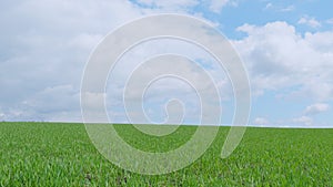 Early spring green barley or rye field. Green grass sways in wind beautiful green wheat field. Wide shot.