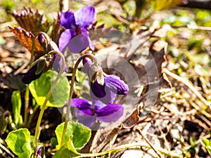 Early spring harbingers - dark purple flowers sweet violet or wood violet Viola odorata