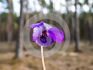 Early spring harbingers - dark purple flowers sweet violet or wood violet Viola odorata