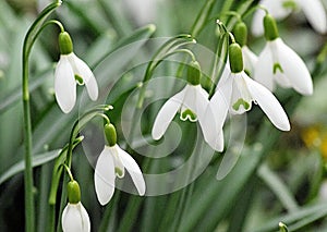 Early Spring Heralded By The White Purity of The Common Snowdrop