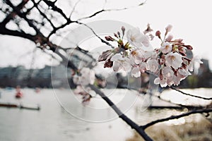 Early spring Japanese sakura cherry blossom, flowers blooming in