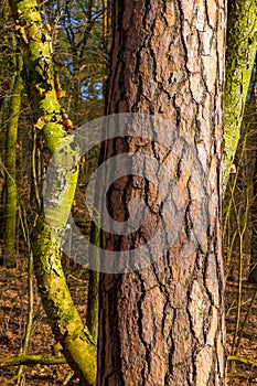 Early spring landscape of mixed forest thicket with Scots pine tree trunk bark