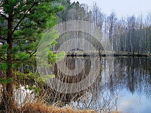 Early spring landscape with pine tree and pond