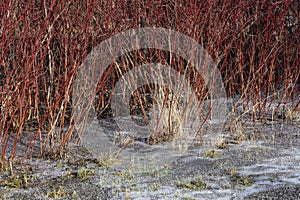 Early spring landscape with a shrub of red willow