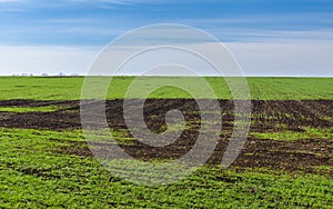 Early spring landscape with winter crop field