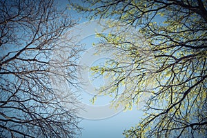 Early Spring leaves and Winter bare branches concept