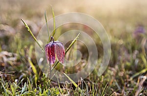 Early spring lily flower background