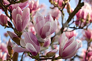 Early Spring Magnolia