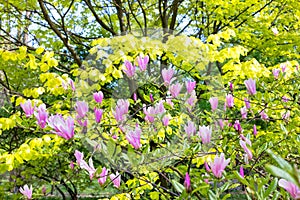 Early spring with magnolia blossoming in the garden