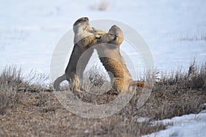 In early spring, marmots play near the burrow.