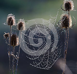 Early spring morning, cobwebs with water droplets