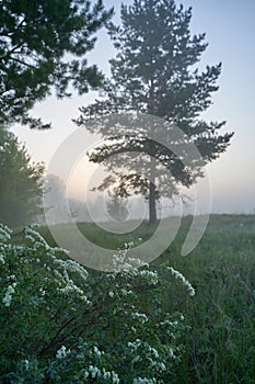 Early spring. Morning dawn over the lake in a misty, thoughtful haze. Beautiful view of the forest covered with fog early in the