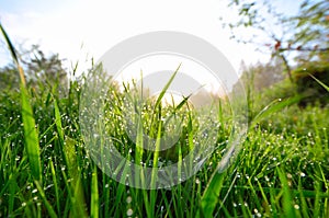 Early Spring morning meadow