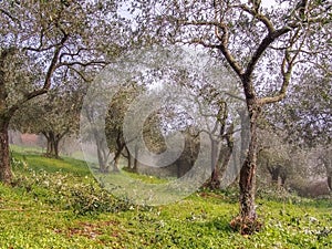 Early spring morning, still misty, in the Italian olive groves, north Tuscany. Pruning underway, hence ladder.