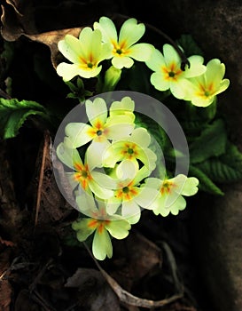 Early spring mountain flowers white, yellow