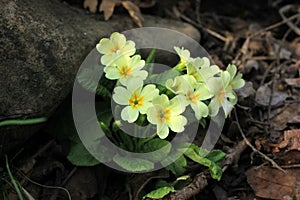 Early spring mountain flowers white, yellow