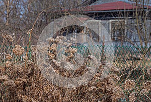 Early spring, an old house in the village, a dacha in Russia, dry flowers