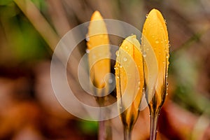 Early Spring Orange Flowers in Refreshing Rain: Vibrant Floral Blossom Close-Up